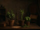 plantas que dan suerte en los negocios creencias
